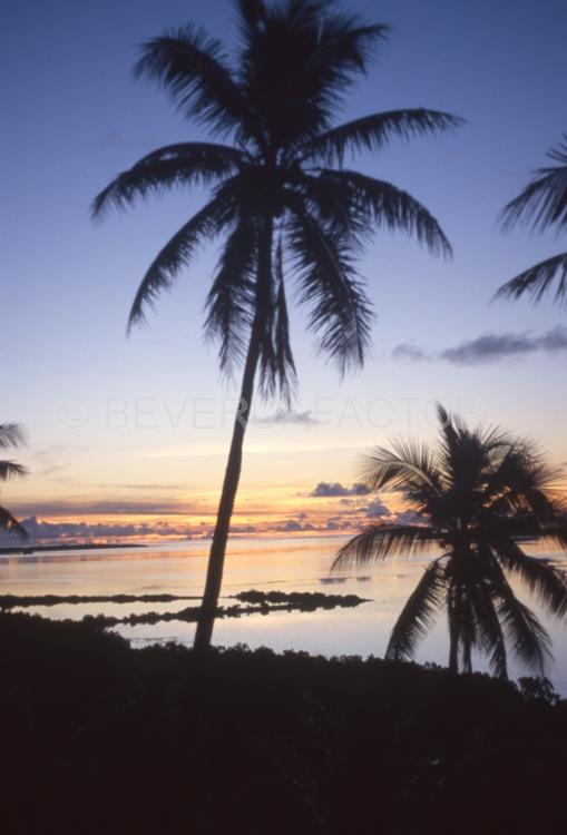 (Multiple values);bluewater;water;palm trees;blue;pohnpei micronesia